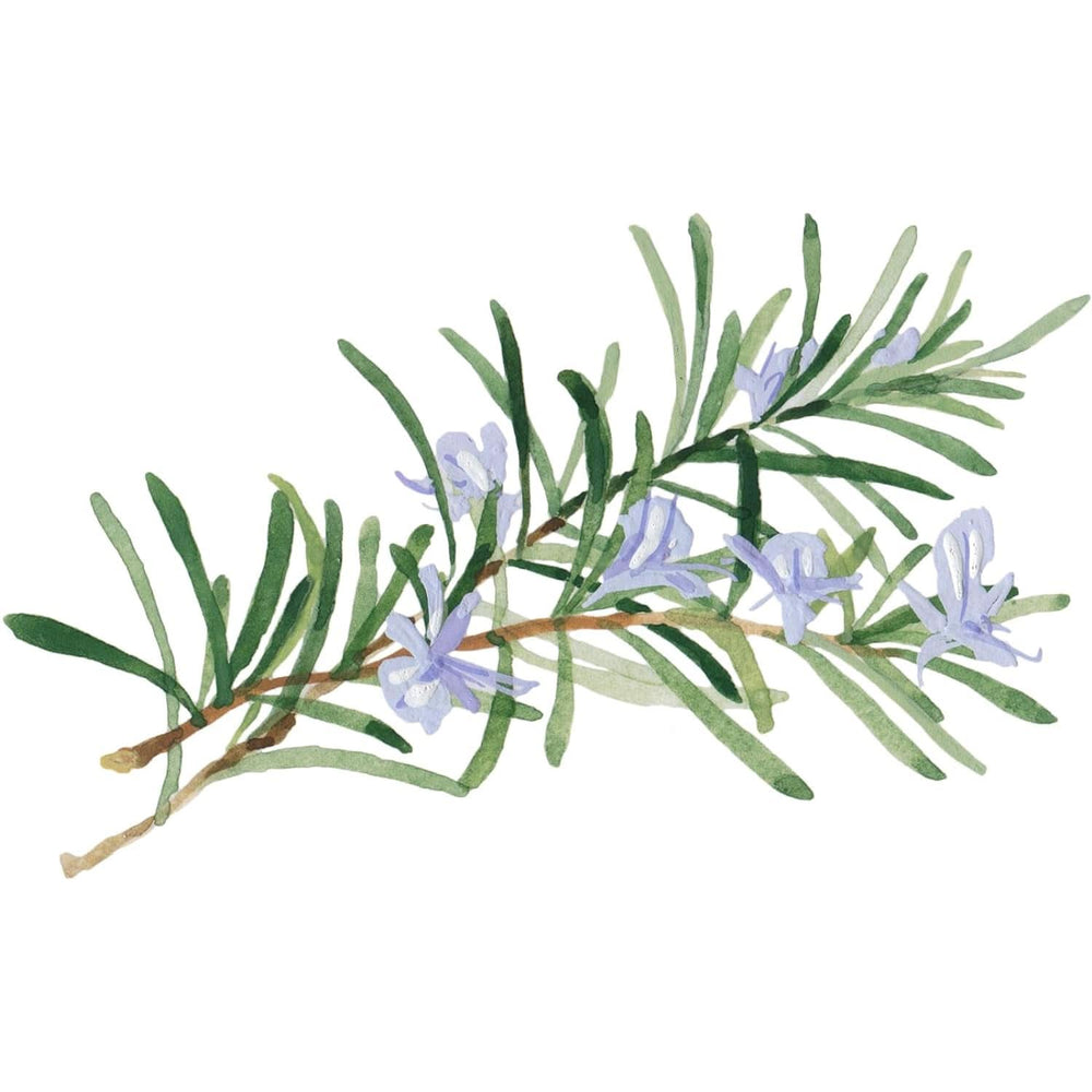 WELEDA Organic Skin Food Body Butter, Cremă unisex de îngrijire a corpului pentru îngrijirea pielii uscate și aspre, 150 ml Duș și baie Naty Shop