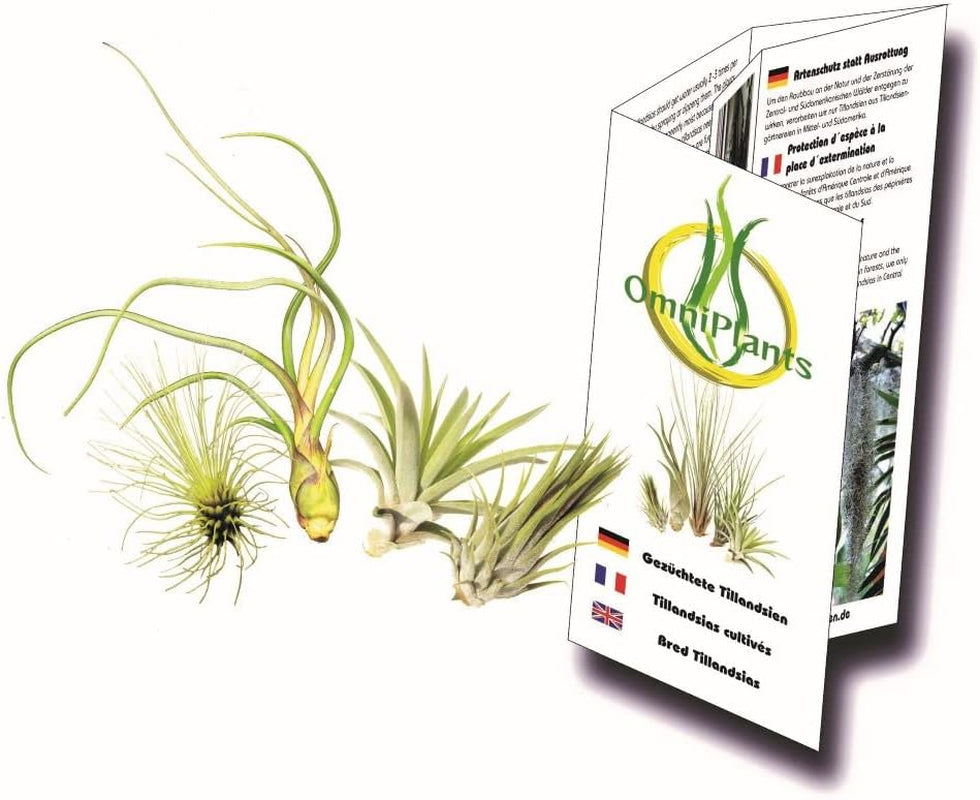 Tillandsien 4Er-Mix, Tillandsia, Bromeliengewächs