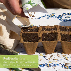 Semințe de Echinacea: Semințe de Echinacea galbene premium pentru aproximativ 20 de plante de Echinacea cu înflorire – Semințe de Rudbeckia – Rudbeckia rezistentă – Plante perene de Echinacea – Plante perene rezistente de la OwnGrown