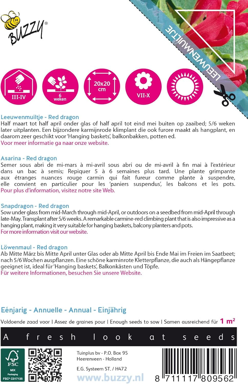 Flori cățărătoare zumzăitoare, Dragonul roșu Asarina