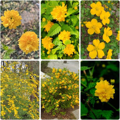 Ranunkelstrauch - Balkonpflanzen Kerria Japonica - Winterharte Für Garten Blühende Sträucher Winterhart Gartenpflanzen 150Samen