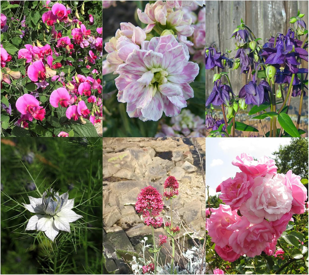 Magic Garden Seeds - Samen-Geschenkset Blütenwunder mit 6 prächtigen alten Blumensorten für den Bauerngarten - Blumensamen alte Sorten - Blumen Samen - Garten Geschenk