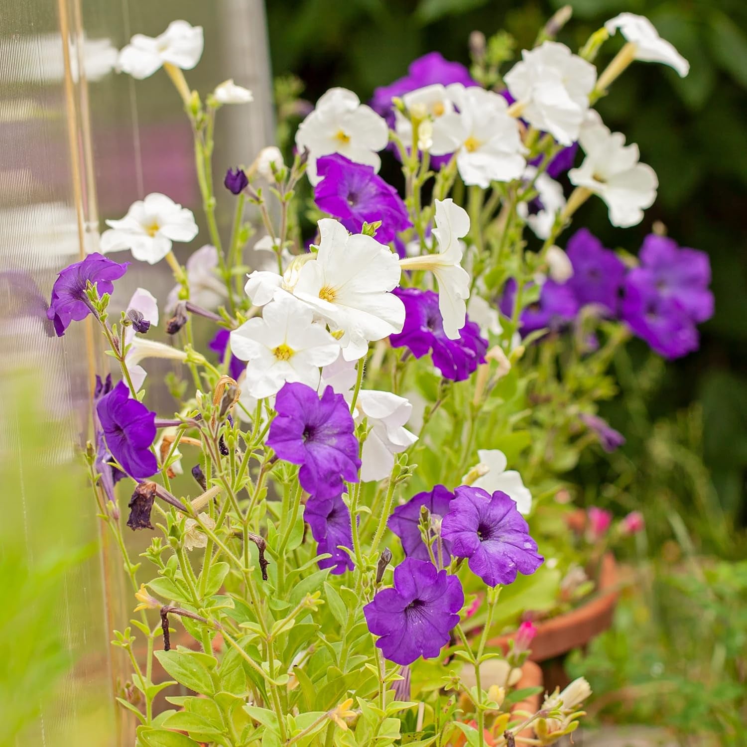 Semințe de Petunie: Semințe de petunie premium pentru aproximativ 400 de plante de petunie – Semințe frumoase de petunie pentru plante de balcon și grădină – Semințe de flori – Semințe de petunie cu flori rampante – Flori pentru balcoane OwnGrown
