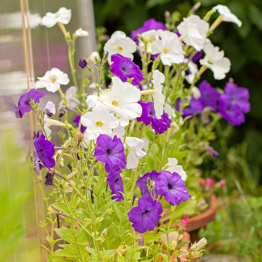 Semințe de Petunie: Semințe de petunie premium pentru aproximativ 400 de plante de petunie – Semințe frumoase de petunie pentru plante de balcon și grădină – Semințe de flori – Semințe de petunie cu flori rampante – Flori pentru balcoane OwnGrown