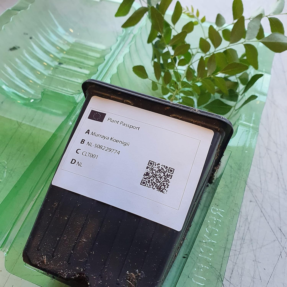 1 Curryblatt Baum | Murraya Koenigii | Aus Samen gezogen | Selten in der EU | Indische & Sri Lankische Zimmerpflanze | 10-15cm Höhe in 7cm Topf | Curry Pflanze | Bergera Koenigii