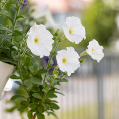 Semințe de Petunie: Semințe de petunie premium pentru aproximativ 400 de plante de petunie – Semințe frumoase de petunie pentru plante de balcon și grădină – Semințe de flori – Semințe de petunie cu flori rampante – Flori pentru balcoane OwnGrown