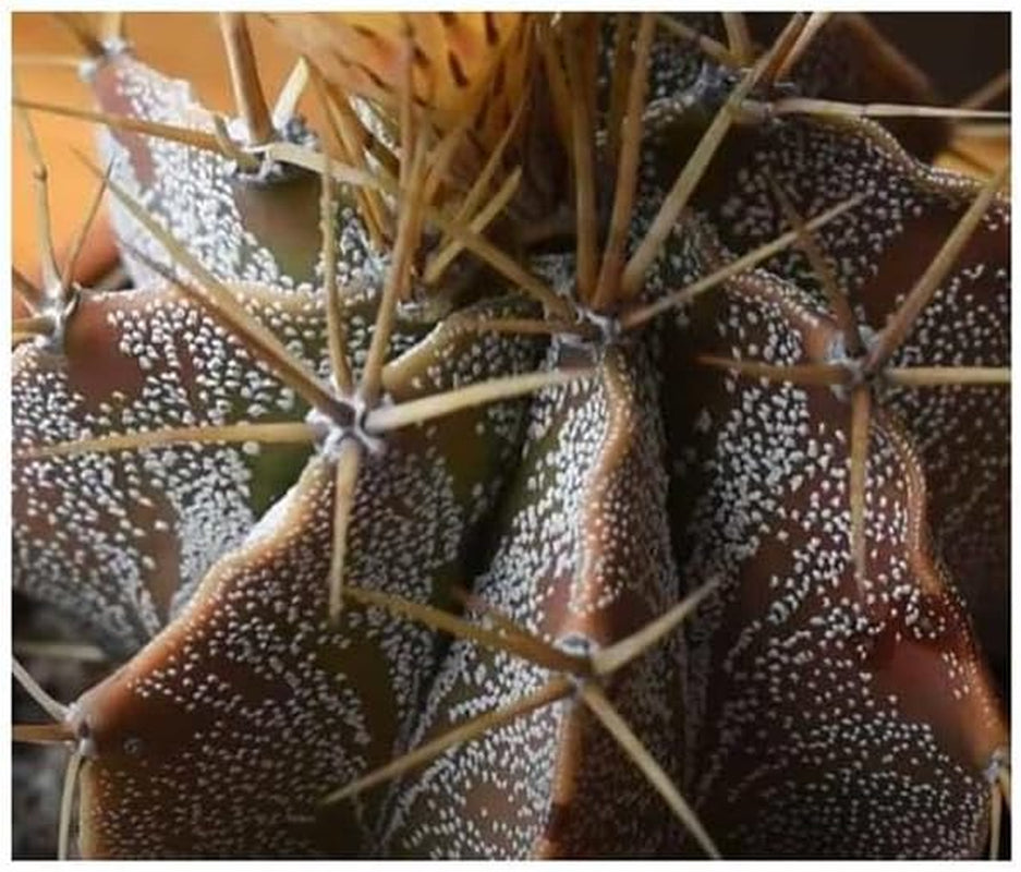 Stk - 5X Astrophytum Ornatum - Sternkaktus Kakteen Kaktus Pflanzen - Samen ID1649 -