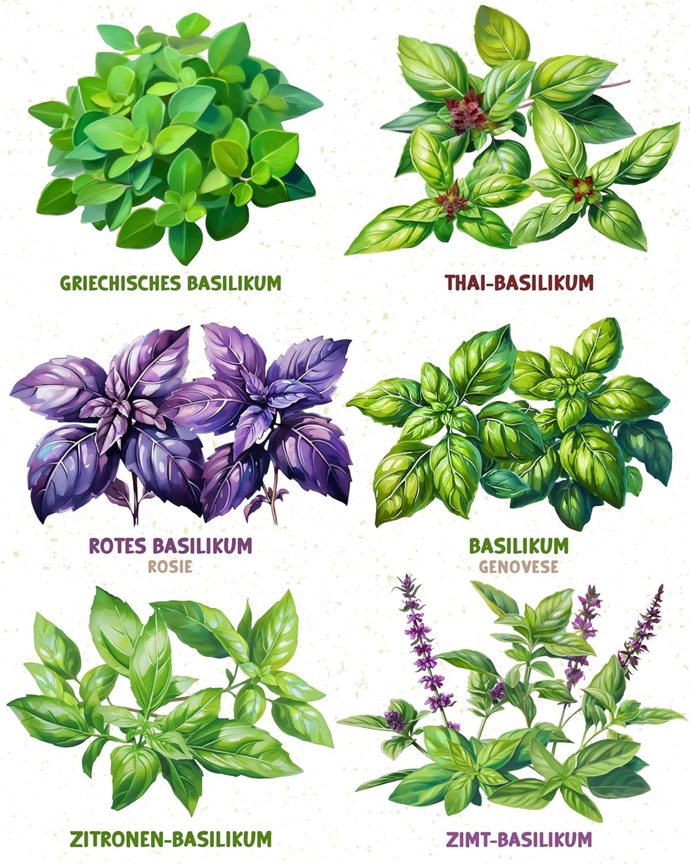 Semințe de busuioc organice într-un set de 6 - 6 semințe de busuioc pentru cultivare ușoară în grădină, balcon sau strat înălțat - semințe de plante - răsaduri