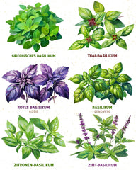 Semințe de busuioc organice într-un set de 6 - 6 semințe de busuioc pentru cultivare ușoară în grădină, balcon sau strat înălțat - semințe de plante - răsaduri