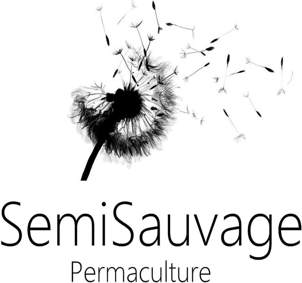 25 de semințe pentru Papes – plantă cu flori din grădina antică – semințe reproductibile pentru fermieri, semi-sălbatice