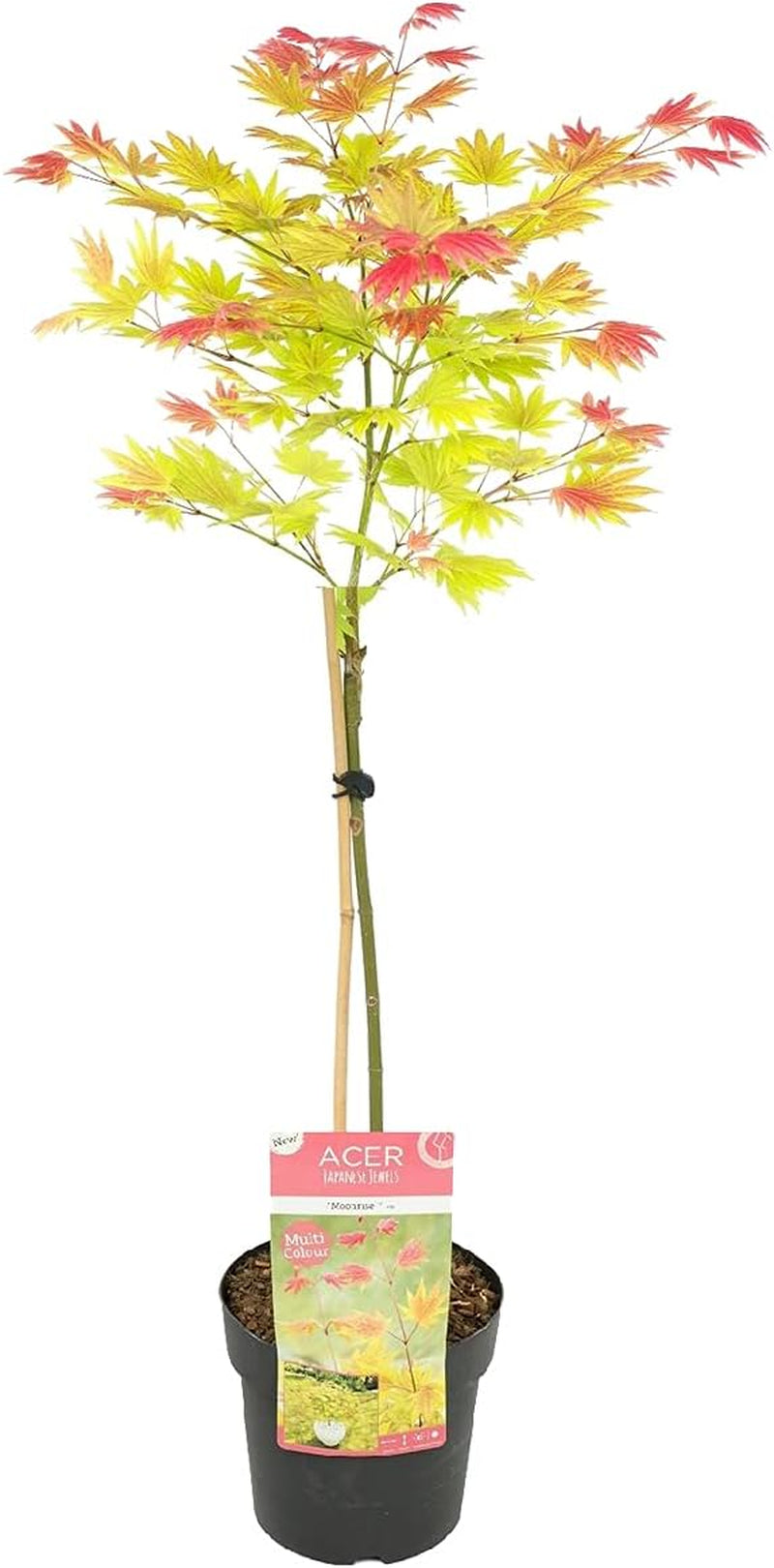 Bloomique - Acer Shirasawanum Moonrise - Japanischer Ahorn - Gartenpflanzen - Winterhart - 50-70 Cm Hoch - Topf 19 Cm