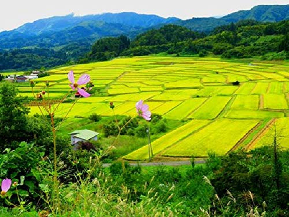 AKAFUJI Orez Sushi, Akitakomachi, 5000 g