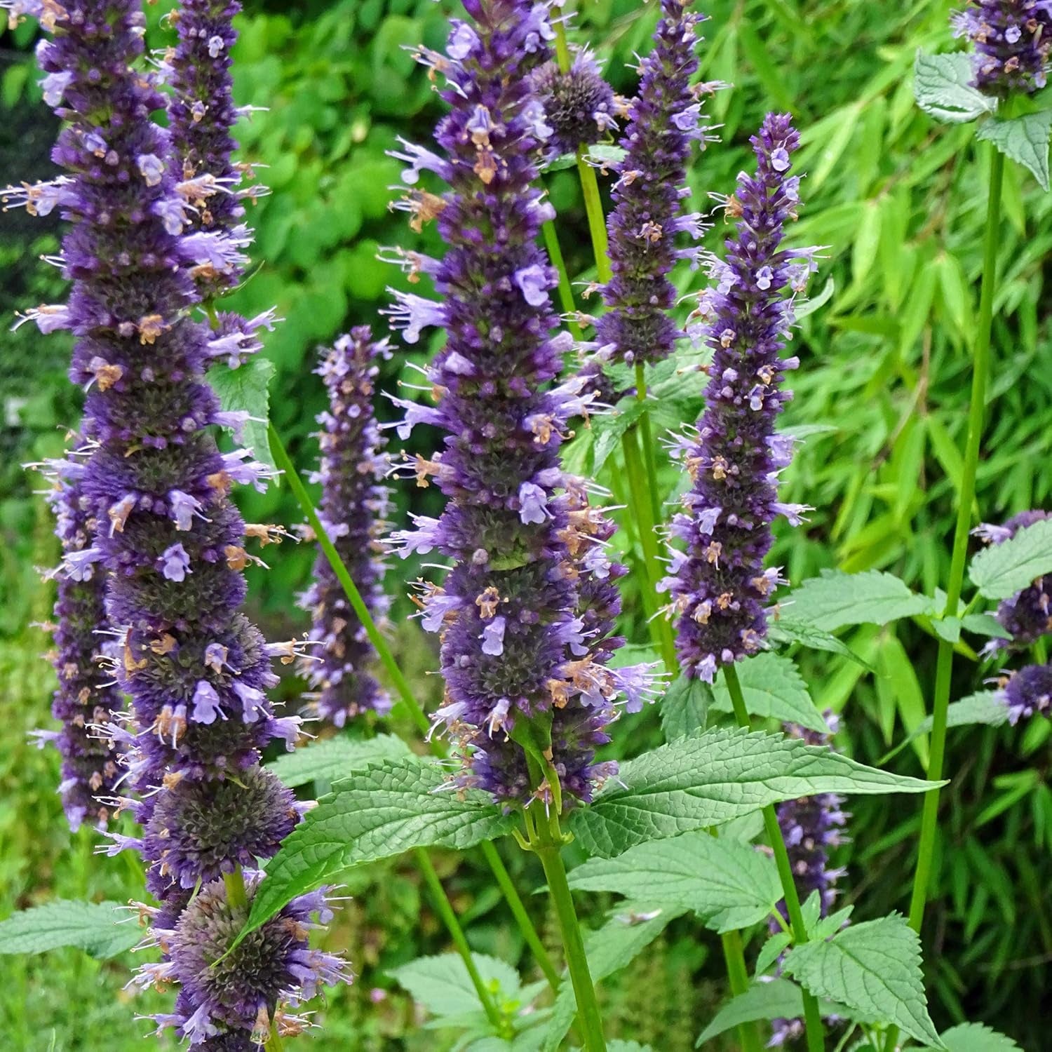 Duftpflanzen - Samenset mit 6 prachtvoll duftenden Blühpflanzen