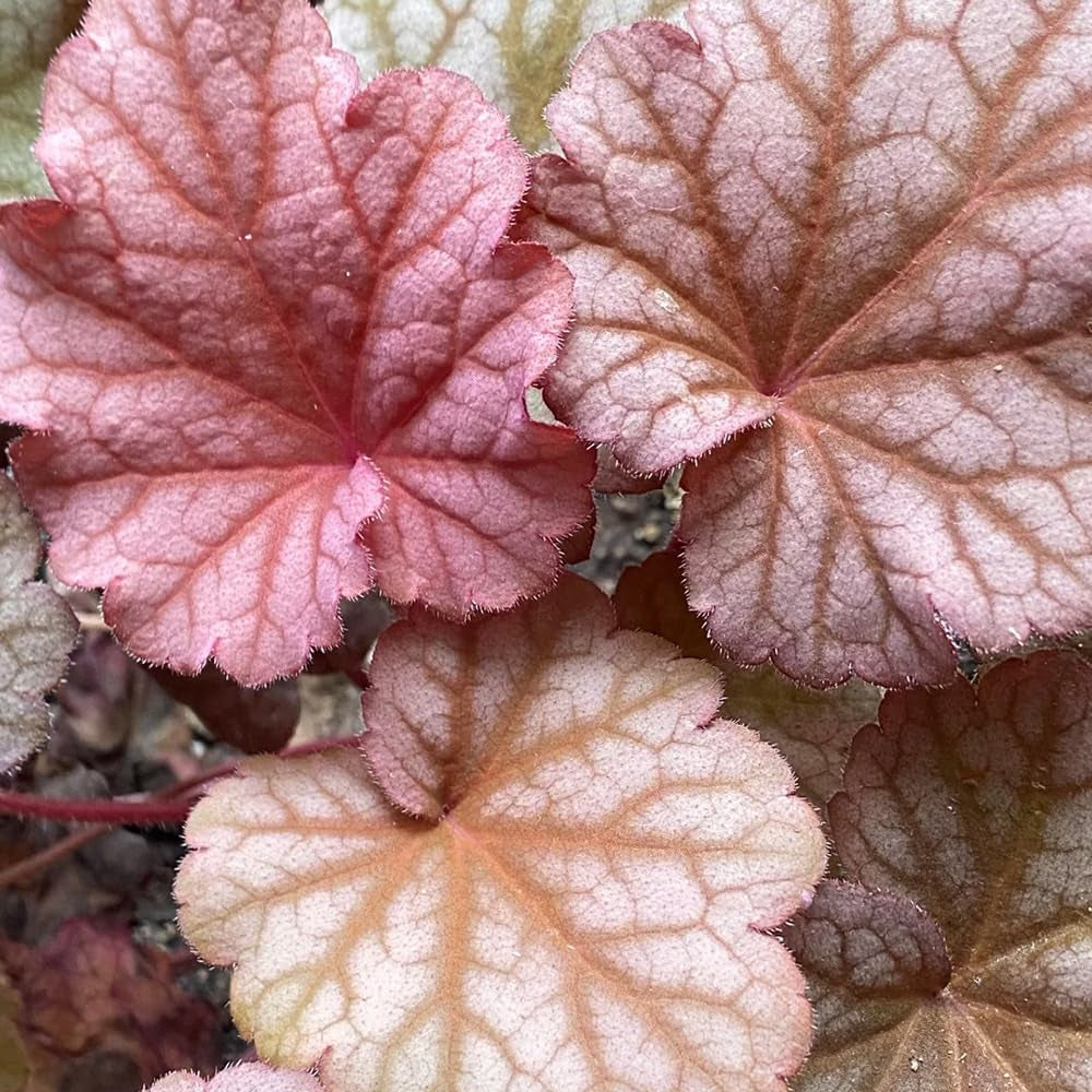 Heuchera Heilkräuter Nachhaltige Geschenke Purpurglöckchen Kaufen Deko Wohnzimmer Frühlingsblumen Immergrüne Sträucher Hecken Wildkräuter Luftreinigende Zimmerpflanzen 350Samen