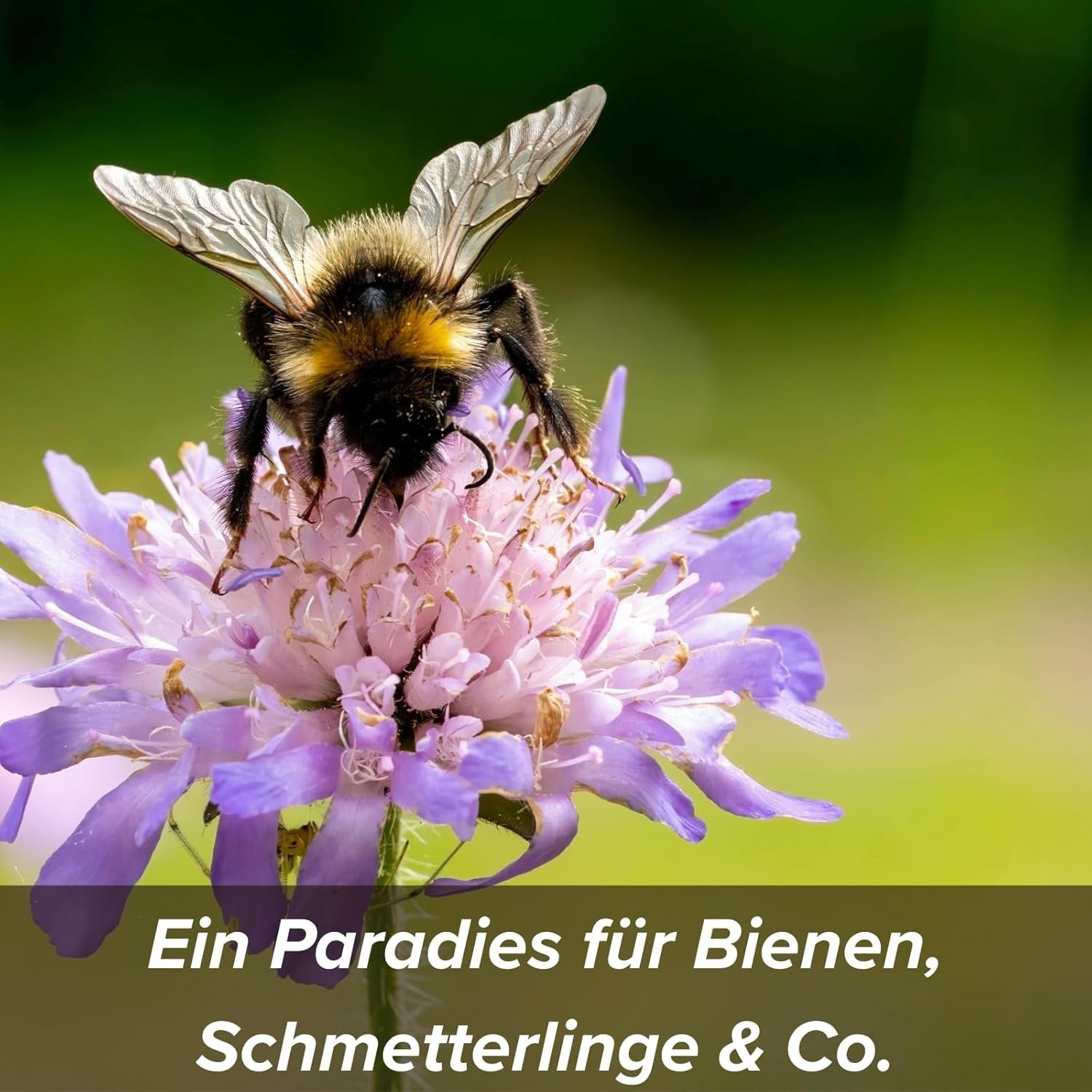 Semințe de flori într-un înveliș protector de argilă pentru albine și fluturi, 400g. Amestec de flori sălbatice perene și rezistente la iarnă, pentru 20 m². Semințe frumoase de flori sălbatice pentru o pășune colorată pentru albine. Cadou pentru copii.
