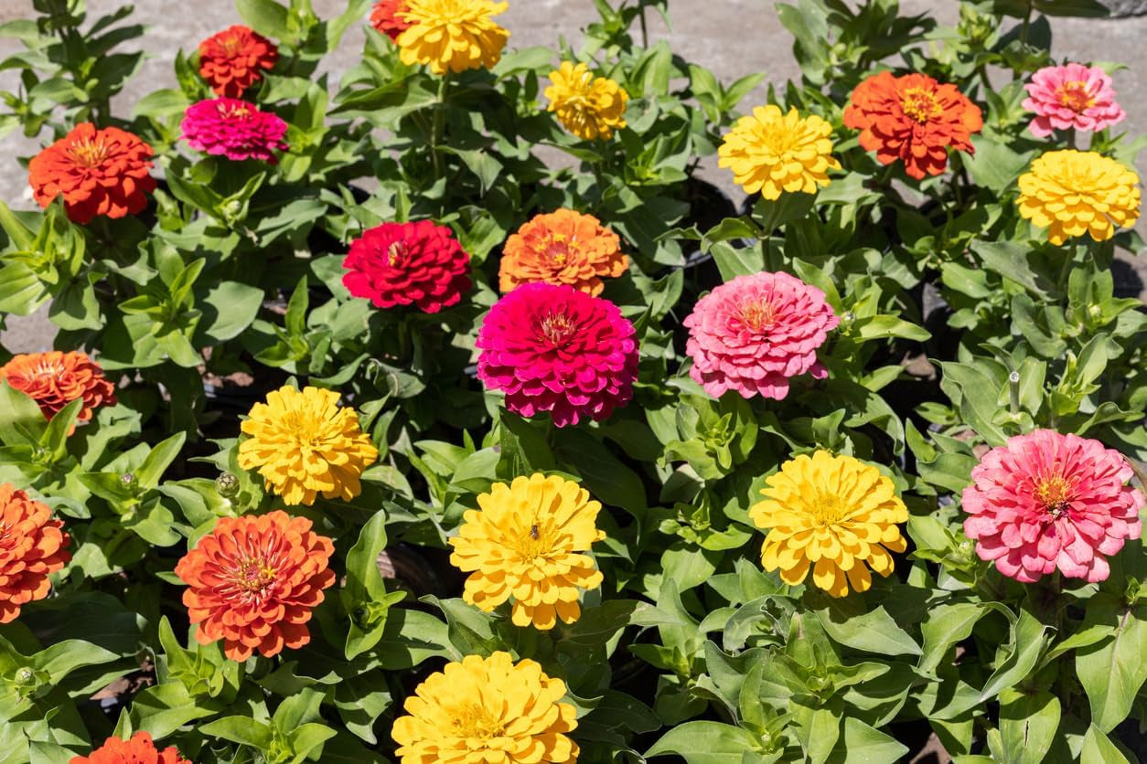 500 de semințe de Zinnia și Dahlia, amestec colorat, flori de grădină, straturi de flori, ghivece de balcon