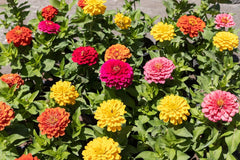 500 de semințe de Zinnia și Dahlia, amestec colorat, flori de grădină, straturi de flori, ghivece de balcon
