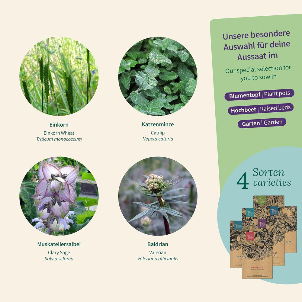 Semințe Magic Garden - Ierburi pentru pisici: Catnip, Valeriană, Salvie și Iarbă de pisică - Cutie cu semințe cu 4 plante pentru joacă, ciugulit și relaxare
