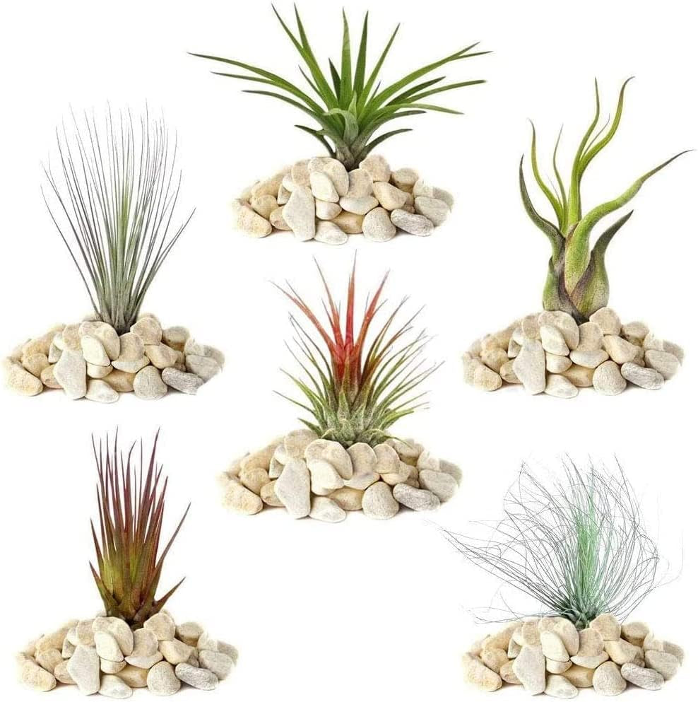 Visul grădinarilor: 4 plante Tillandsia reale - 4 plante de aer Tillandsia reale - Plante de terariu - Plante decorative pentru terariu - Plante de apartament care purifică aerul - Plante decorative - Plante reale