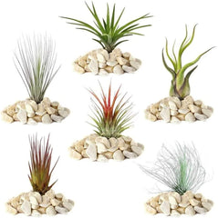 Visul grădinarilor: 4 plante Tillandsia reale - 4 plante de aer Tillandsia reale - Plante de terariu - Plante decorative pentru terariu - Plante de apartament care purifică aerul - Plante decorative - Plante reale