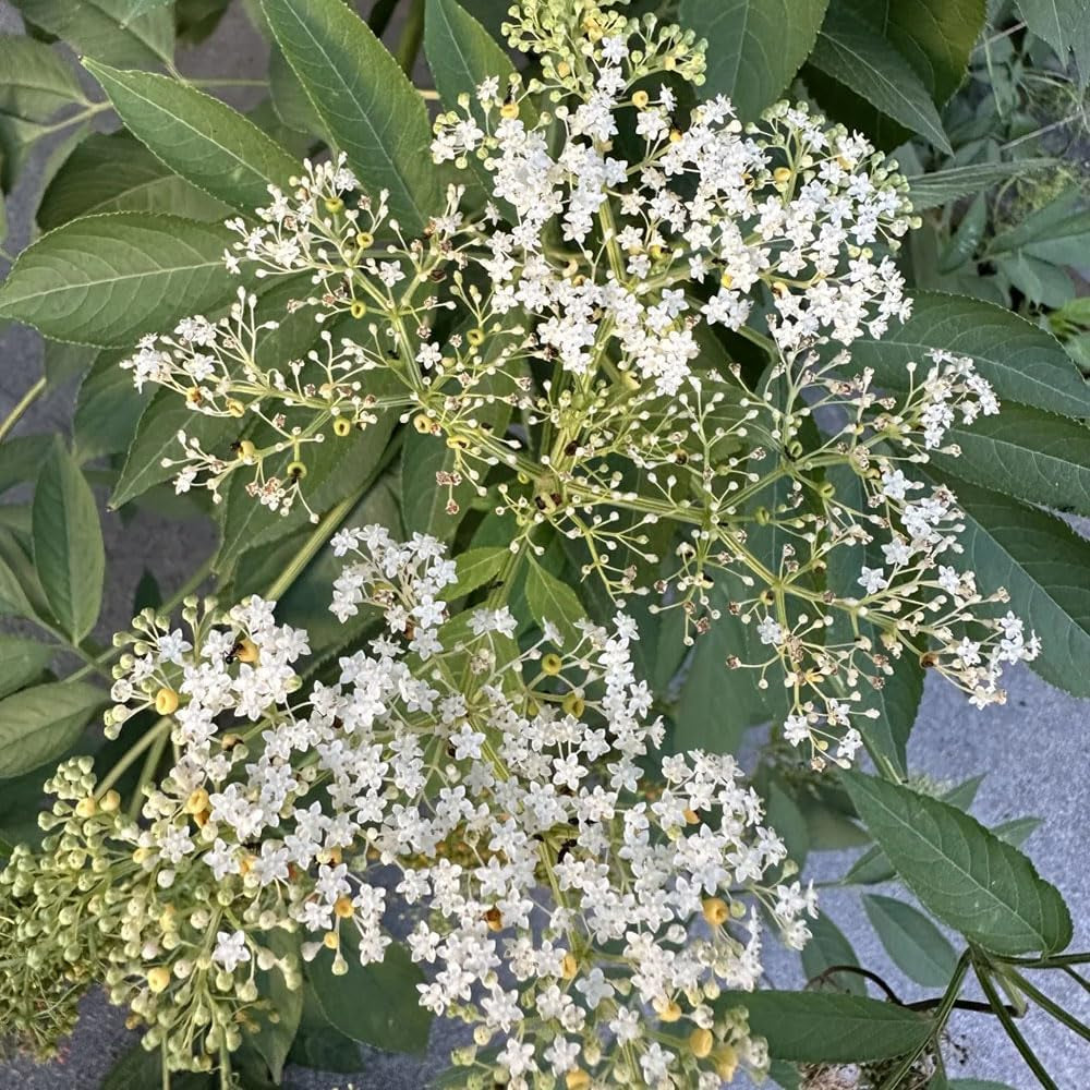 Holunder, Hochbeet Balkon Alte Sorten, Garten Winterharte Stauden 500Samen