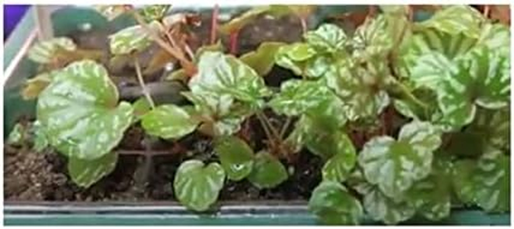 Stk - 10X Begonia Dregei Begonia Partita Ziersträucher Garten Pflanzen - Samen ID329 -