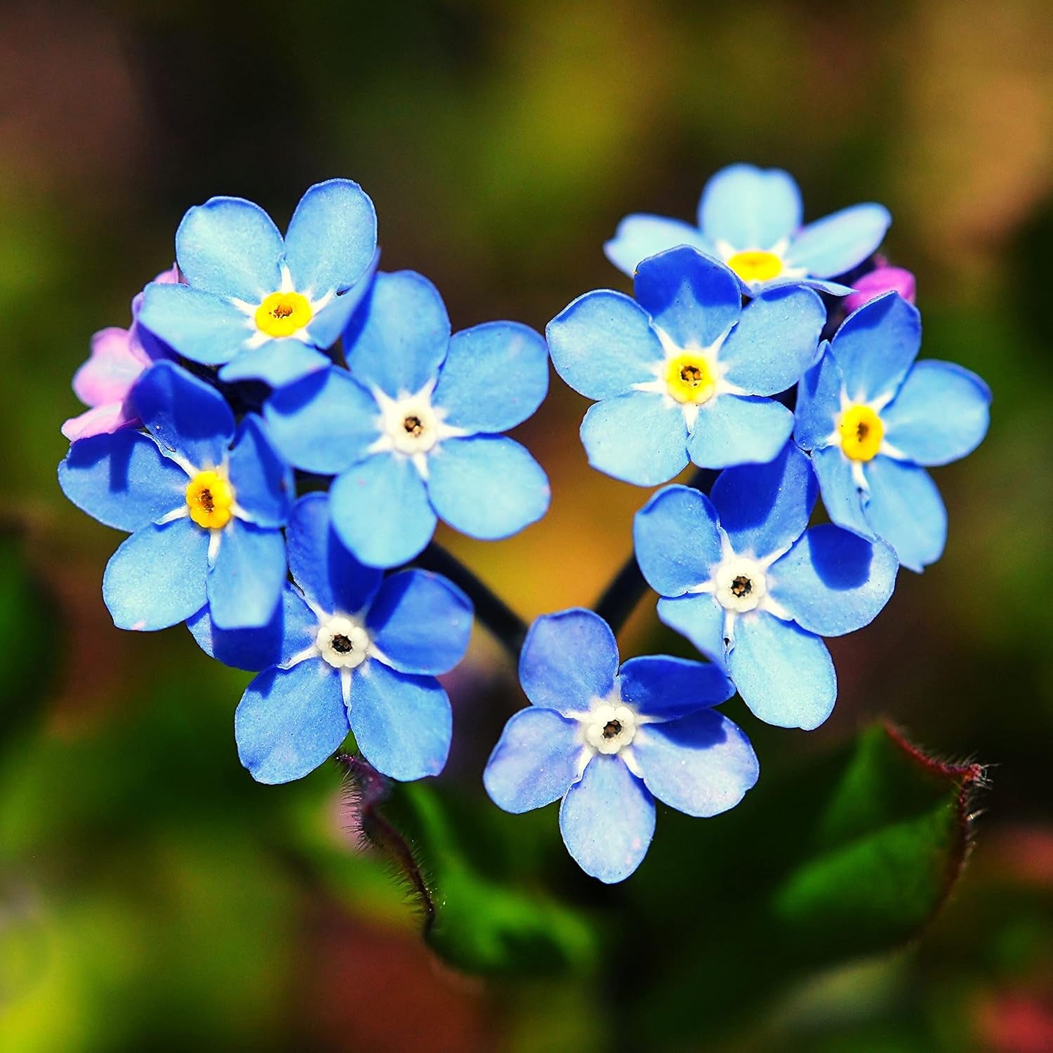 Vergissmeinnicht Samen (Myosotis) - Märchenhafte Blumen mit langer Blütezeit für das Beet, den Balkon und die Terrasse