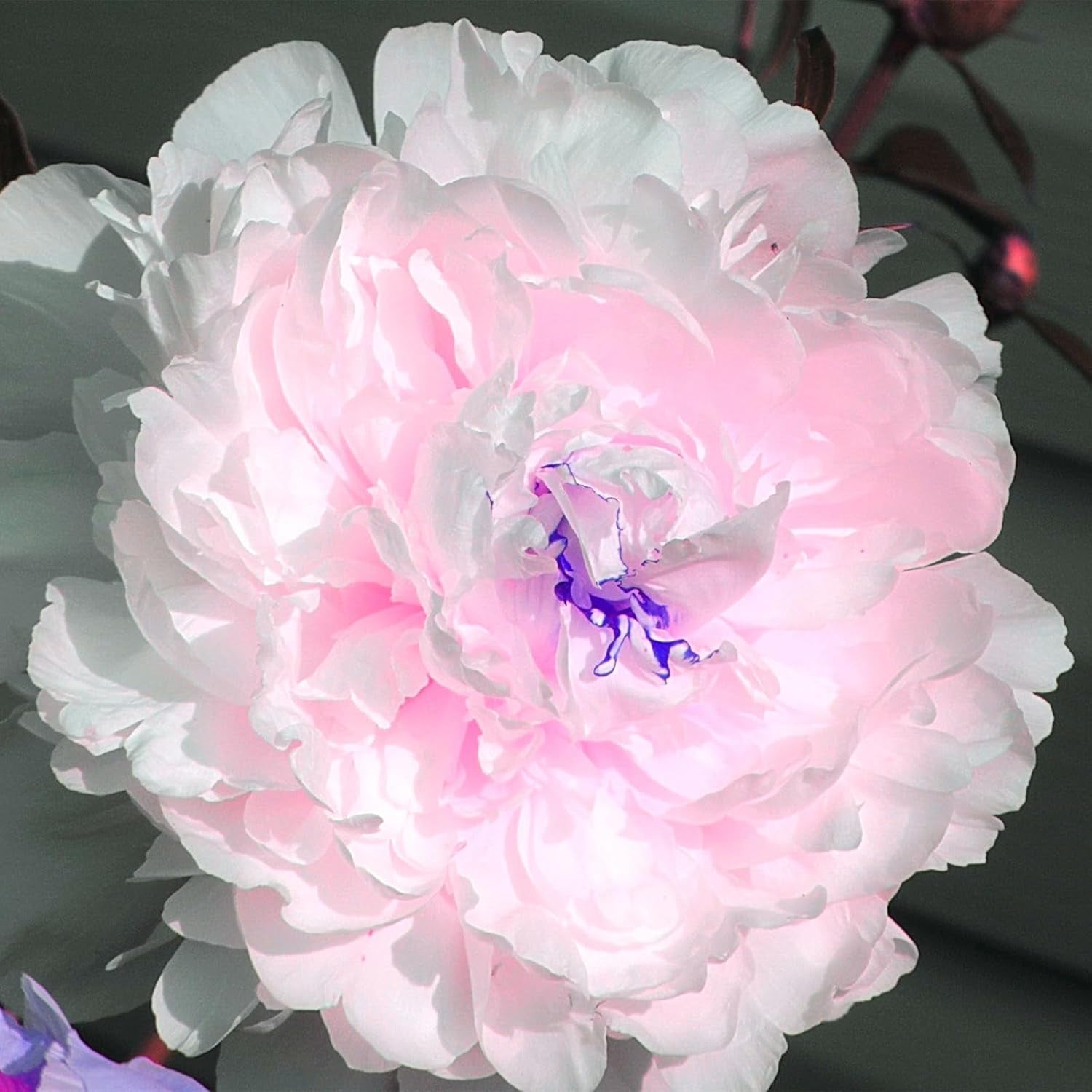 Blumenzwiebel Mix, Winterhart zwiebeln, Winterhart pflanzen, Mehrjährige Blumenzwiebel ist winterhart, Mysteriöse magische Glühbirne-4 Pflanzen Funken Hosta Rhizom