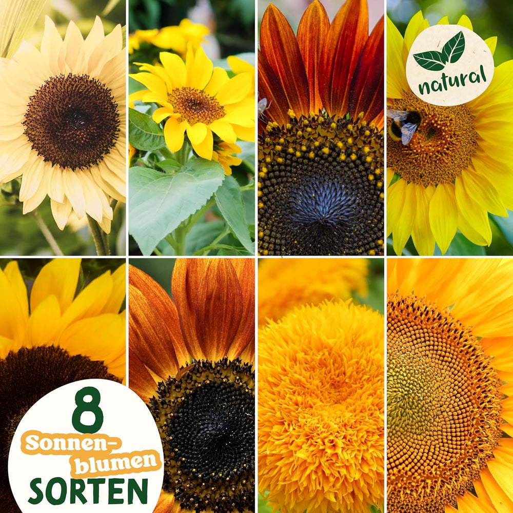 Set de semințe de floarea-soarelui - 8 varietăți de semințe de floarea-soarelui - Semințe de floarea-soarelui într-un set practic de plantare - Semințe de flori de vară, amestec de flori sălbatice - Semințe de flori pentru plantare