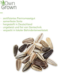 Semințe de floarea-soarelui Discus galben (Helianthus annuus): Semințe de floarea-soarelui premium, semințe de floarea-soarelui pentru cultivarea a aproximativ 20 de plante de floarea-soarelui – Semințe de flori prietenoase cu insectele de la OwnGrown