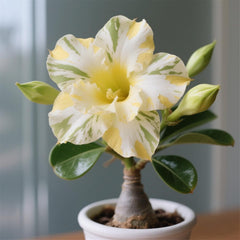 Winterhart pflanzen, Lebende Pflanzen,Mehrjährige Blumenzwiebel ist winterhart, Mysteriöse magische Glühbirne, Blumenzwiebel Mix，3 years-1 Wüstenrose knollen -G