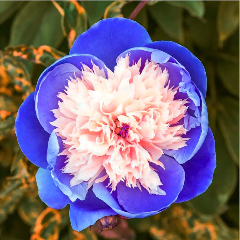 Amestec de bulbi de flori, Bec magic misterios, Plantare rezistentă, Bulb de flori perene rezistent la iarnă, Bulbi rezistenți - 3 bulbi de orhidee