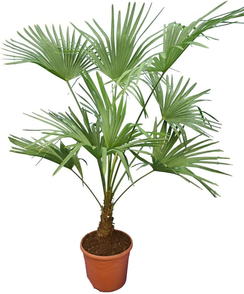 Winterharte Hanfpalme L - Trachycarpus Fortunei - Gesamthöhe 120-140 Cm - Topf Ø 30 Cm