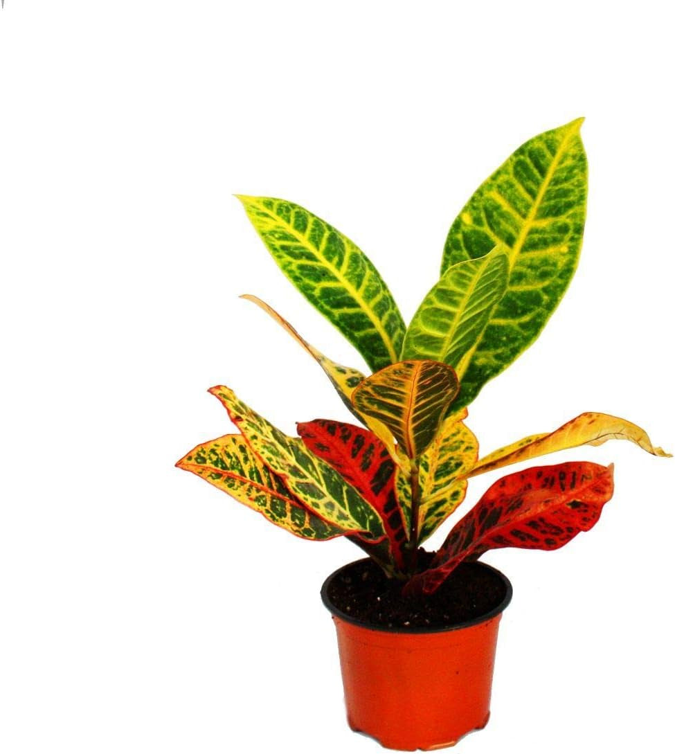 Exotenherz Zimmerpflanzen-Mix II 3Er Set, 1X Dieffenbachia, 1X Chamaedorea (Bergpalme) 1X Dracena Marginata (Drachenbaum), 10-12Cm Topf
