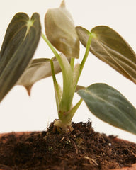 Baby Philodendron Philodendron Melanochrysum - Zimmerpflanze - Echte Pflanzen Für Drinnen - 2Cm Stecklinge - Höhe 10Cm