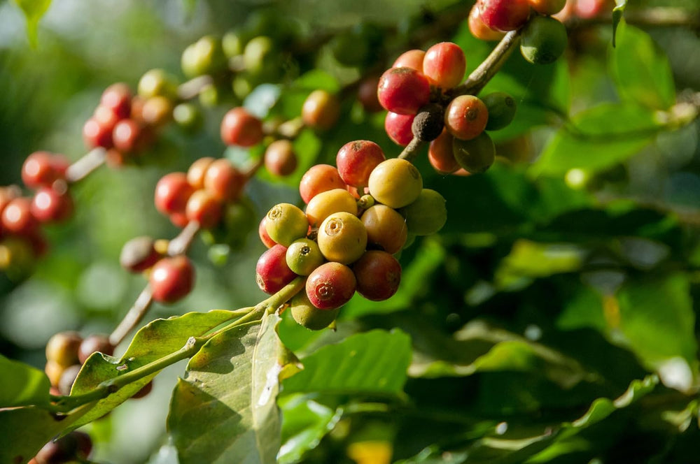 Boabe de cafea decofeinizate. Gust pur. Origine: Columbia. Boabe de cafea decofeinizate, prăjite natural. Boabe de cafea decofeinizate 1 kg. 100% Robusta, cele mai bune recolte din America de Sud.