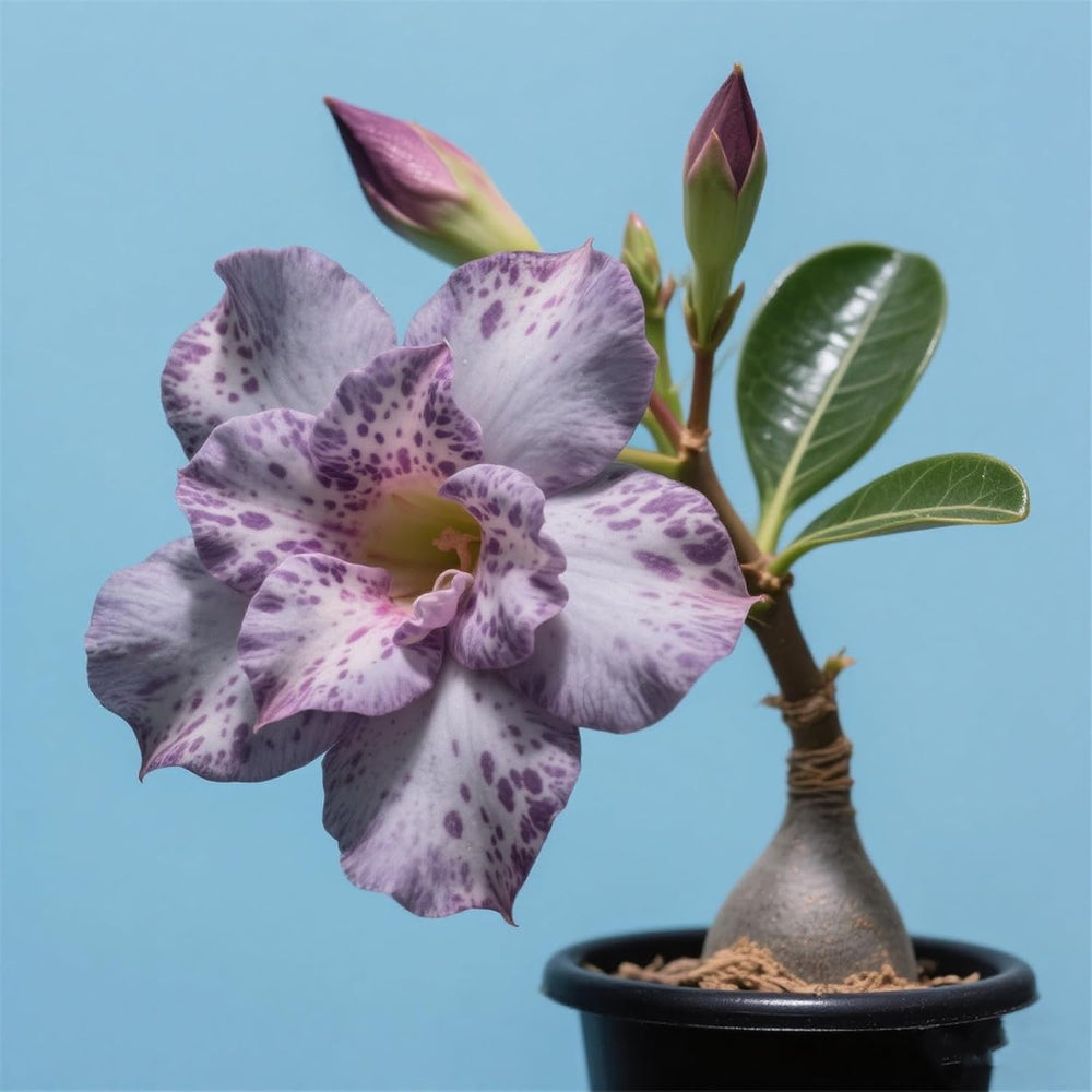 Winterhart pflanzen, Lebende Pflanzen,Mehrjährige Blumenzwiebel ist winterhart, Mysteriöse magische Glühbirne, Blumenzwiebel Mix，3 years-1 Wüstenrose knollen -G