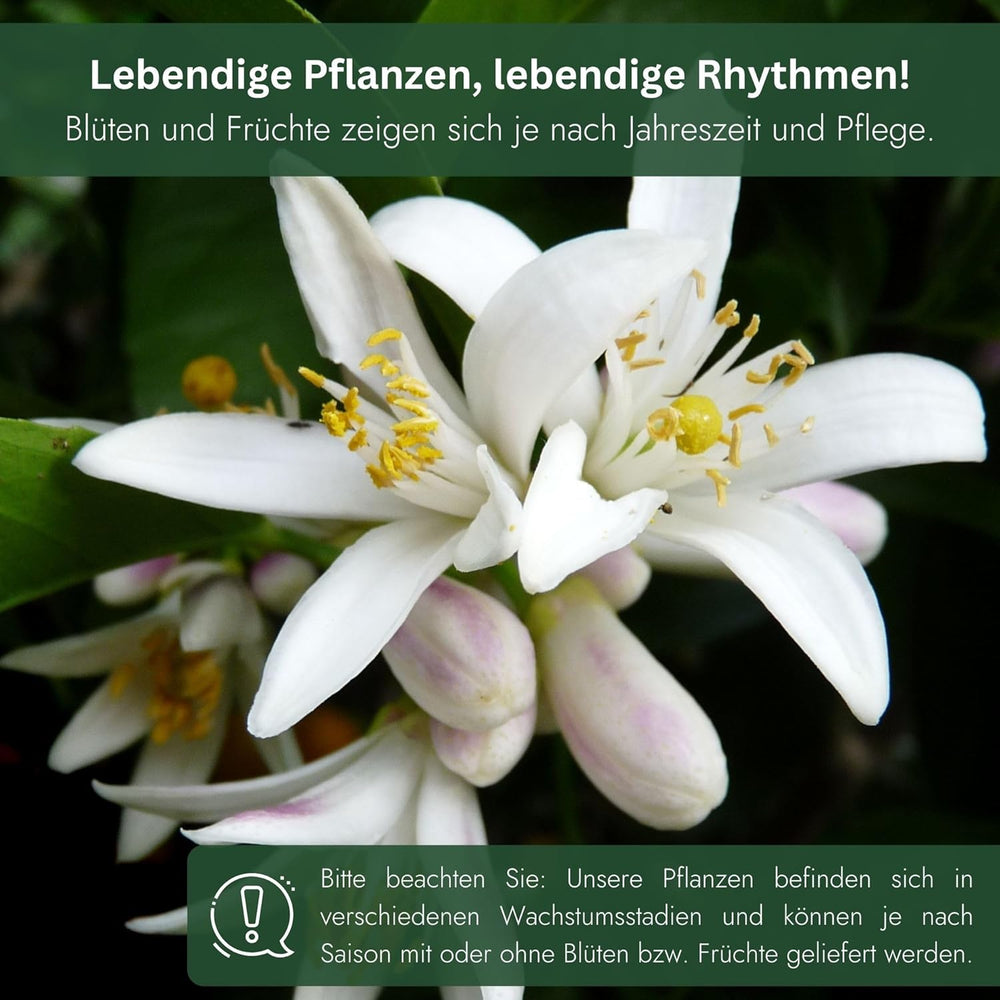 Portocalul din Oranjeria Mea - portocal adevărat - plantă de citrice - Citrus sinensis - Portocal - portocal altoit de calitate pentru grădinari (Mezzo [M])