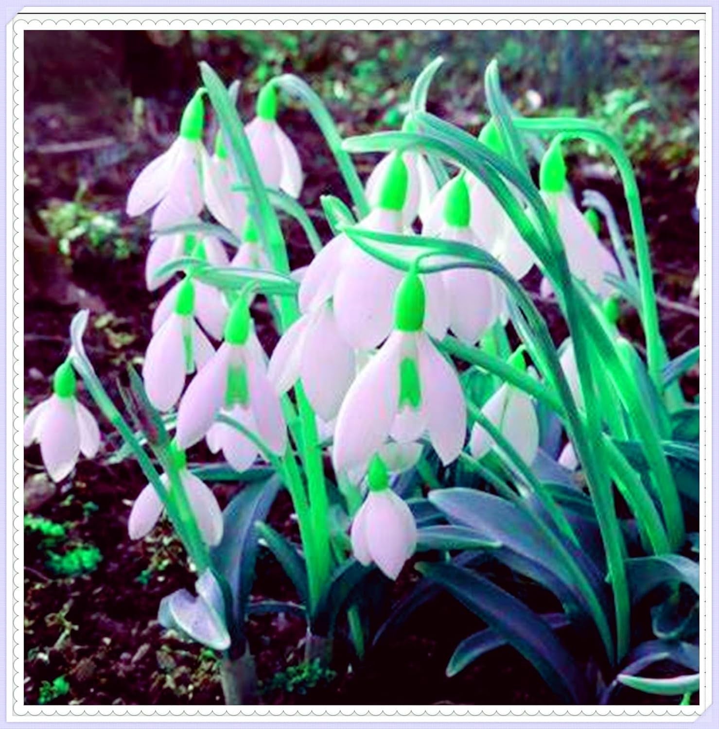 Amestec de bulbi de flori, Bec magic misterios, Plantare rezistentă, Bulb de flori perene rezistent la iarnă, Bulbi rezistenți - 3 bulbi de orhidee