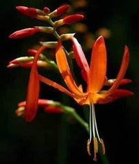 Crocosmia aurea | Stea căzătoare | Floare de Ziua Îndrăgostiților | Montbretia | 10 semințe