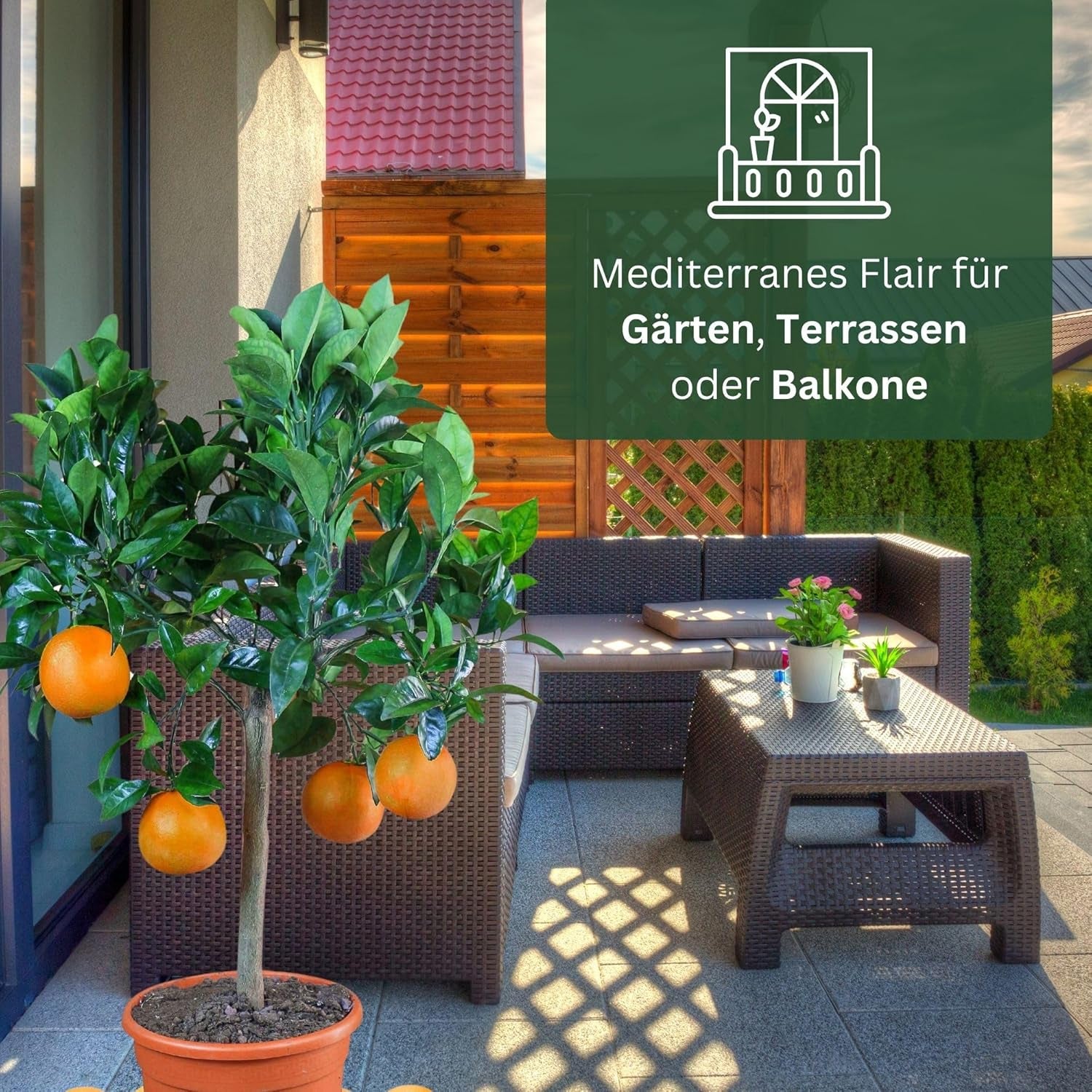 Portocalul din Oranjeria Mea - portocal adevărat - plantă de citrice - Citrus sinensis - Portocal - portocal altoit de calitate pentru grădinari (Mezzo [M])