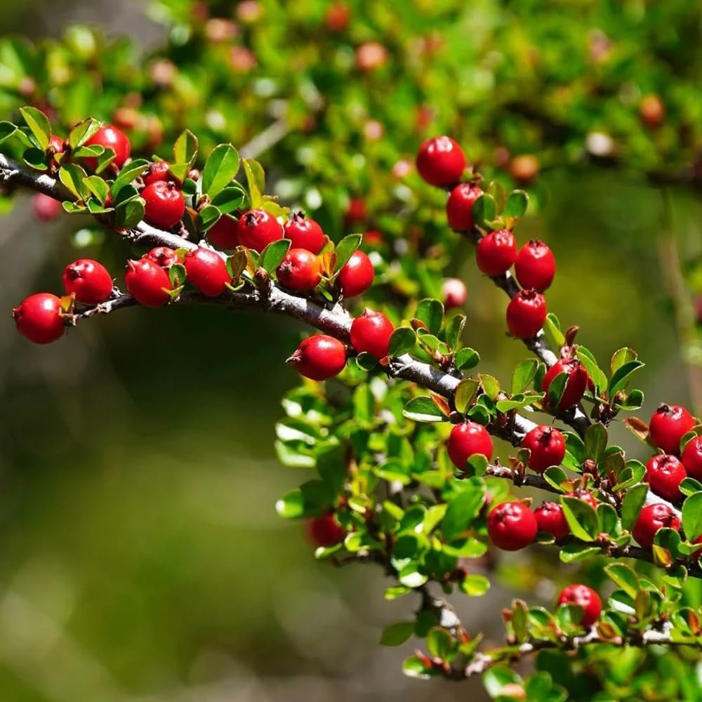 Teppichmispel, Herbstblumen Winterhart Bodendecker Cotoneaster Dammeri, Schnell Wachsende Sträucher Kaufen Geschenke Für Gärtner Exotische Seltene 120Samen