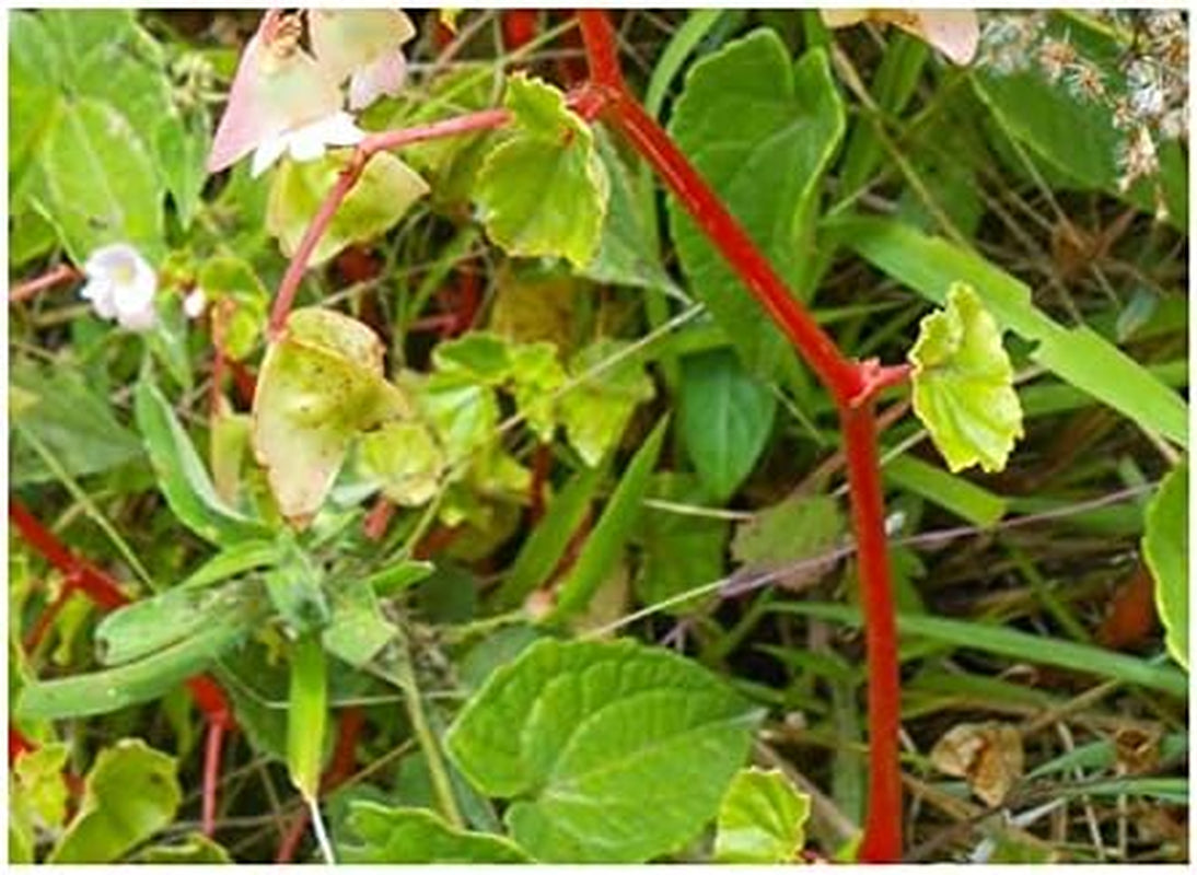 Stk - 10X Begonia Aequatorialis Ziersträucher Garten Pflanzen - Samen ID338 -