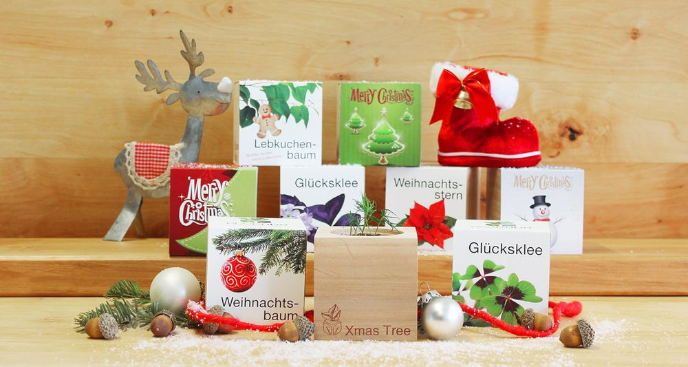 Feel Green Ecocube Weihnachtsbaum/Xmas Tree, Nachhaltige Geschenkidee (100% Eco Friendly), Grow Your Own/Anzuchtset, Pflanzen Im Holzwürfel, Made in Austria