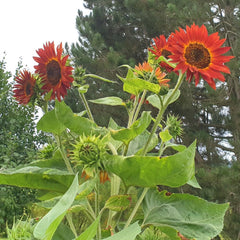 Kit cadou pentru creșterea plantelor - Sunflower Sunset, inclusiv ghiveci, substrat și instrucțiuni de creștere