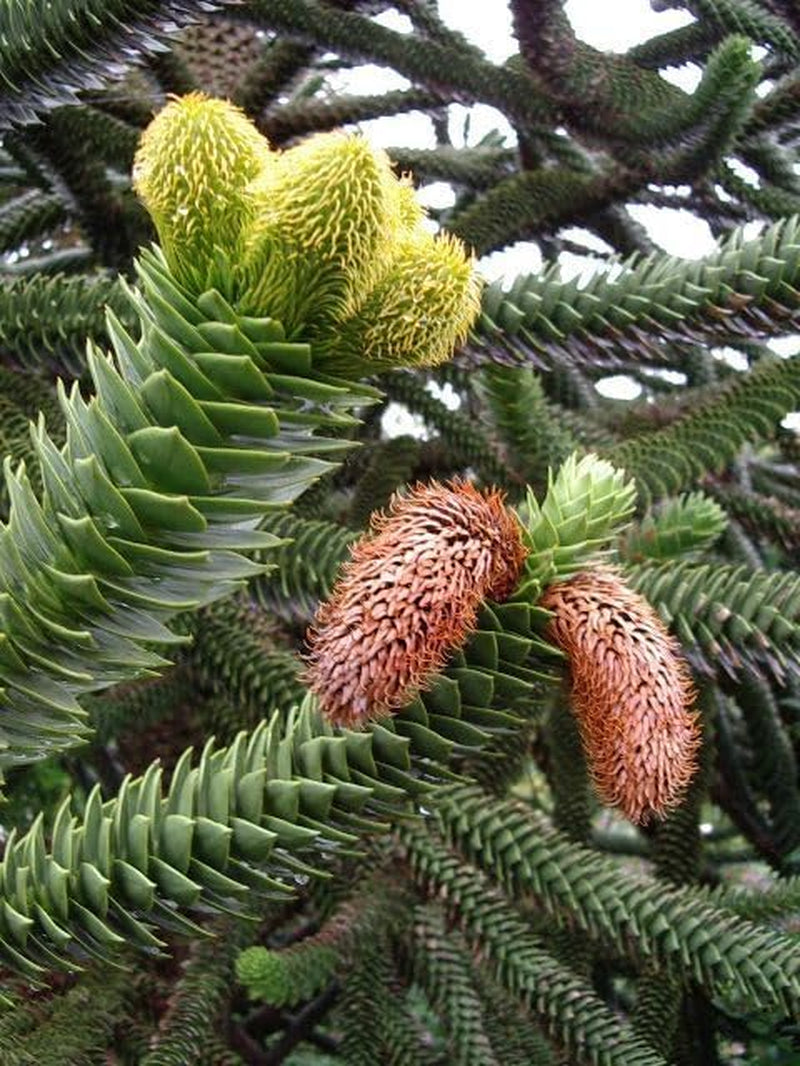 Exotenherz Chilenische Schmucktanne - Andentanne - Araucaria Araucana - Setzling Im 19Cm Topf