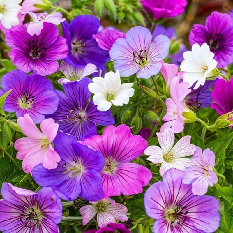 Colecția Super Perenă de Geranium (10 plante/rădăcini) Amestec rezistent de 5 soiuri, hibrizi pereni mari din Olanda, pentru grădină, straturi de flori (nu semințe, nu bulbi artificiali)