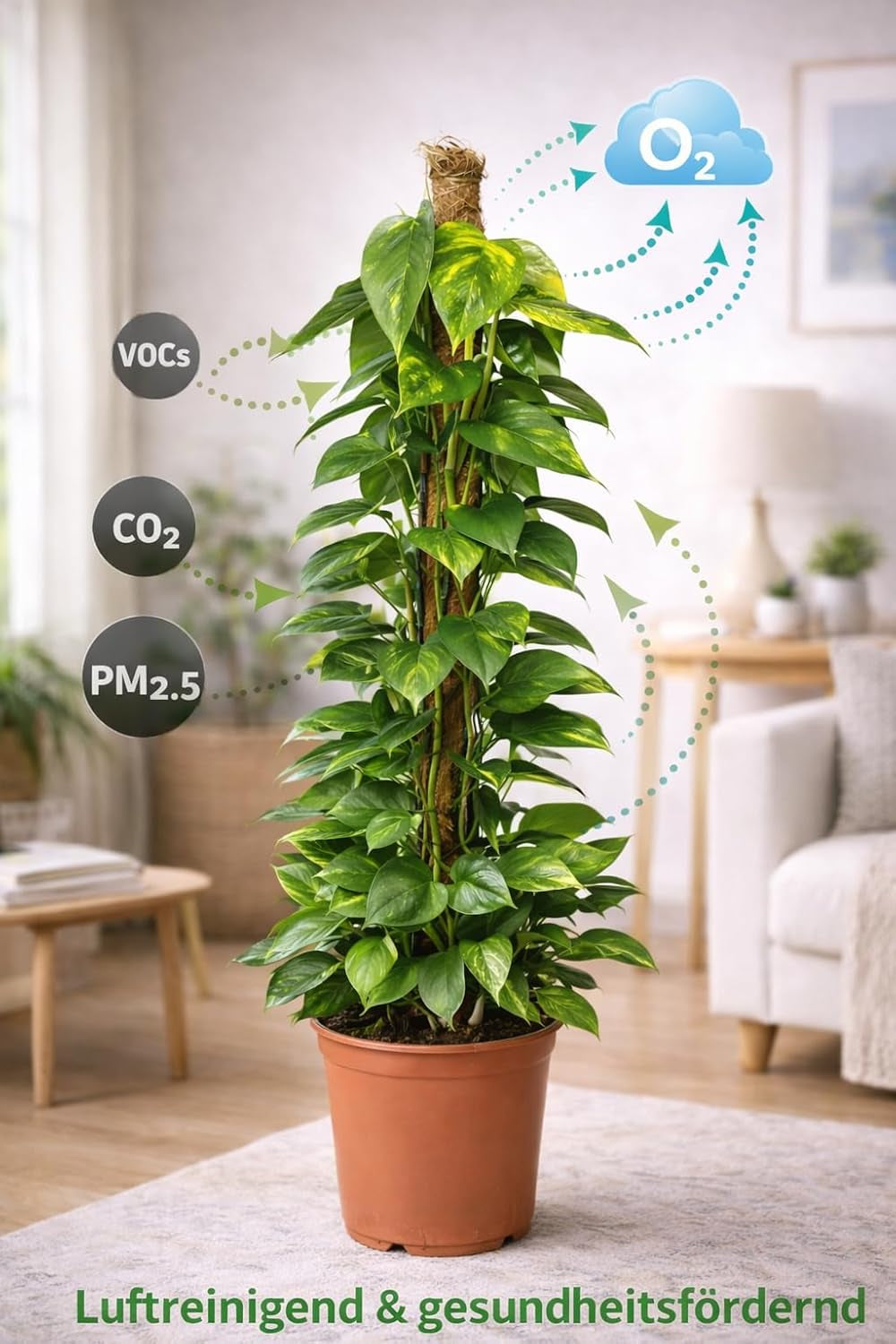 Efeutute (Epipremnum Aureum) Am Moosstab – Große, Pflegeleichte, Luftreinigende Zimmerpflanze Im Topf Ø 24 Cm, Höhe Ca. 120 Cm