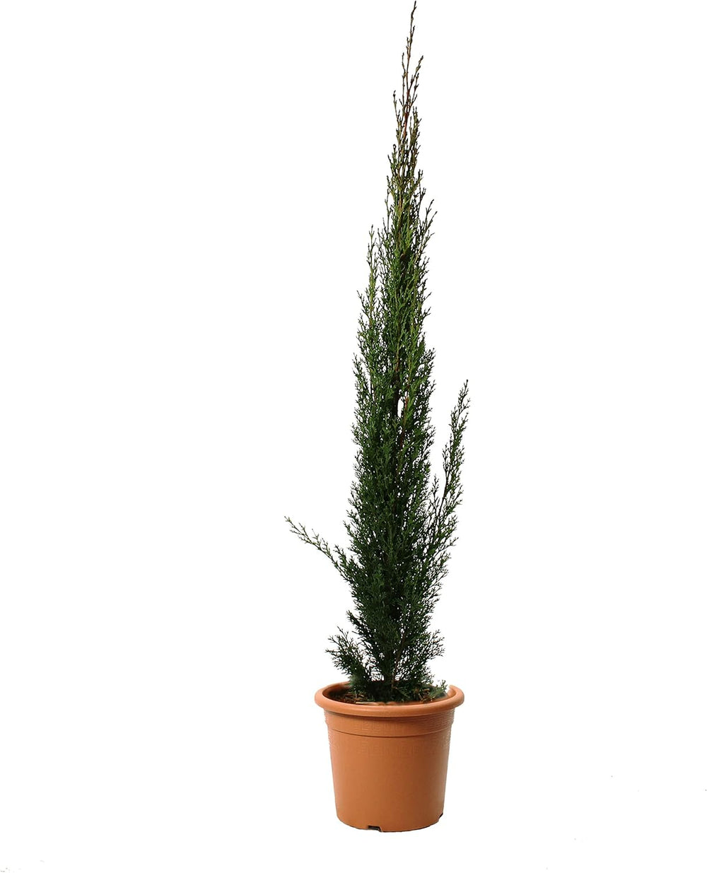 KENTIS - Zypressen Echte Pflanzen Winterhart - Cupressus Sempervirens Totem - Hoch 80-100 Cm Topf Ø 18 Cm