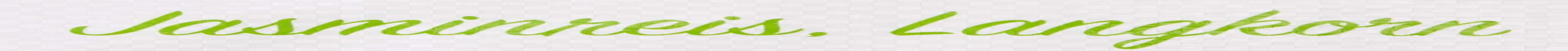 Orez parfumat RICEFIELD, bob lung, 1 pachet (1 x 18 kg)